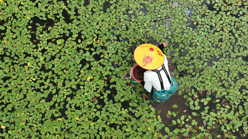 村民在田間采摘莼菜。趙軍攝
