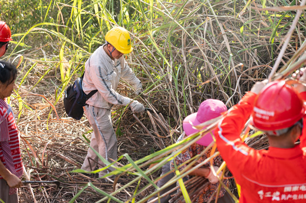 8月14日，國(guó)網(wǎng)重慶市電力公司員工與潼南區(qū)小渡鎮(zhèn)黨員干部、護(hù)林員一起清理易燃物、障礙物。李旭攝