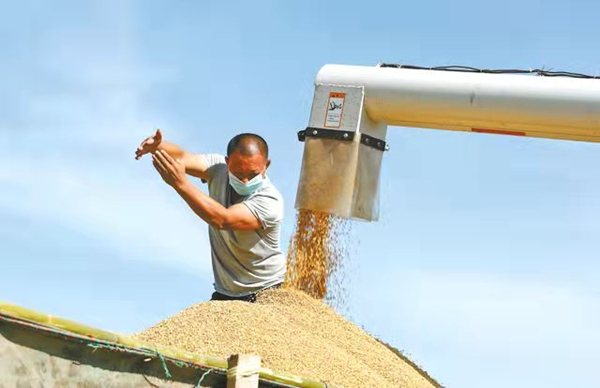 卸糧裝車。廣安市委宣傳部供圖