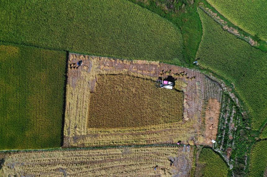 收割機在重慶市黔江區(qū)小南海鎮(zhèn)大路社區(qū)收割稻谷。楊敏攝