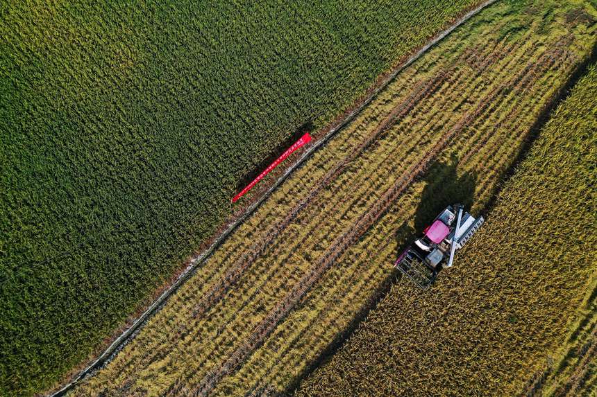收割機(jī)在重慶市黔江區(qū)小南海鎮(zhèn)大路社區(qū)收割稻谷。楊敏攝