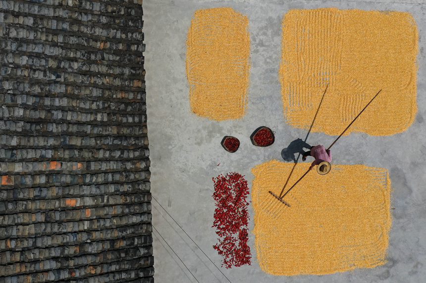 黔江區(qū)沙壩鎮(zhèn)三臺(tái)村村民在晾曬玉米。楊敏攝