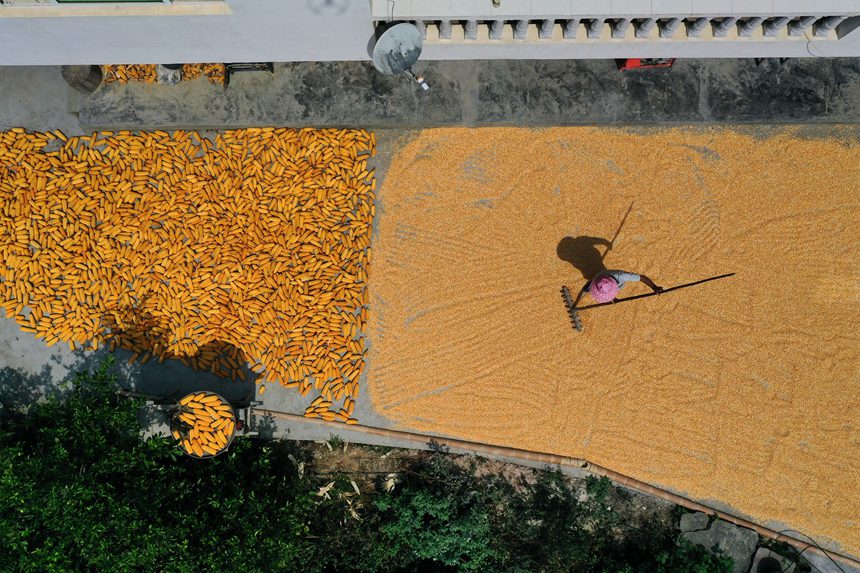 黔江區(qū)沙壩鎮(zhèn)三臺(tái)村村民在晾曬玉米。楊敏攝
