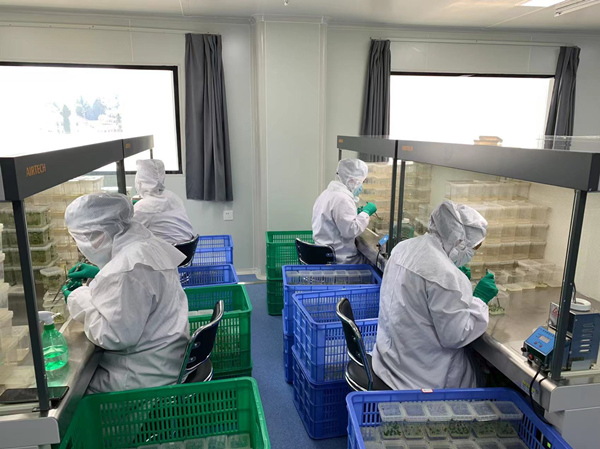 工作人員進(jìn)行脫毒馬鈴薯試管苗的擴(kuò)繁。蔣海濤攝