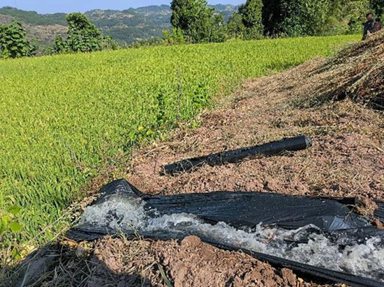 重慶綦江區(qū)成片優(yōu)質(zhì)水稻“飲”甘泉。重慶市水利局供圖