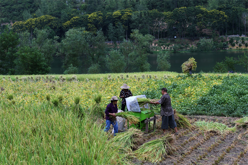 重慶市黔江區(qū)阿蓬江鎮(zhèn)大坪村村民在搶收水稻。楊敏攝