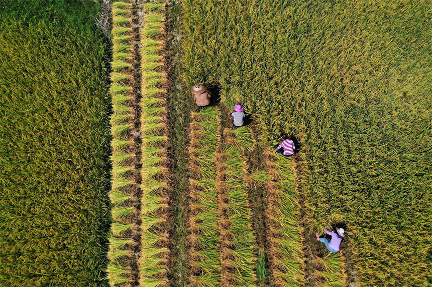 重慶市黔江區(qū)小南海鎮(zhèn)橋梁村古楓寨村民在搶收水稻。楊敏攝