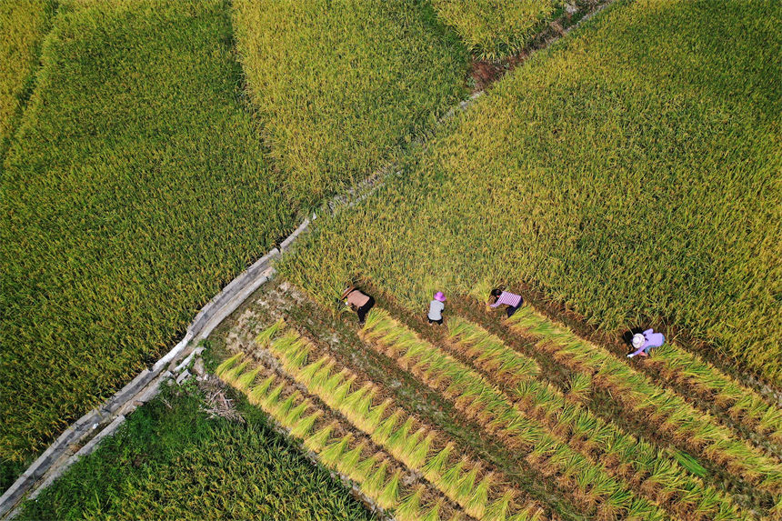 重慶市黔江區(qū)小南海鎮(zhèn)橋梁村古楓寨村民在搶收水稻。楊敏攝