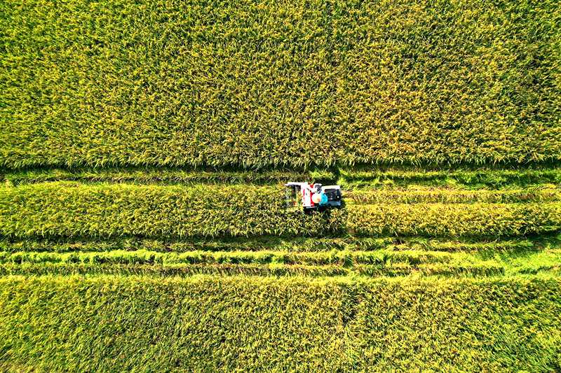 村民正在搶收水稻。楊敏攝