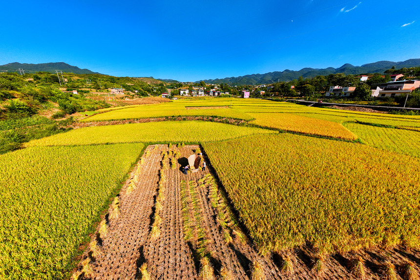 農(nóng)民搶抓晴好天氣收割水稻。陳光國攝