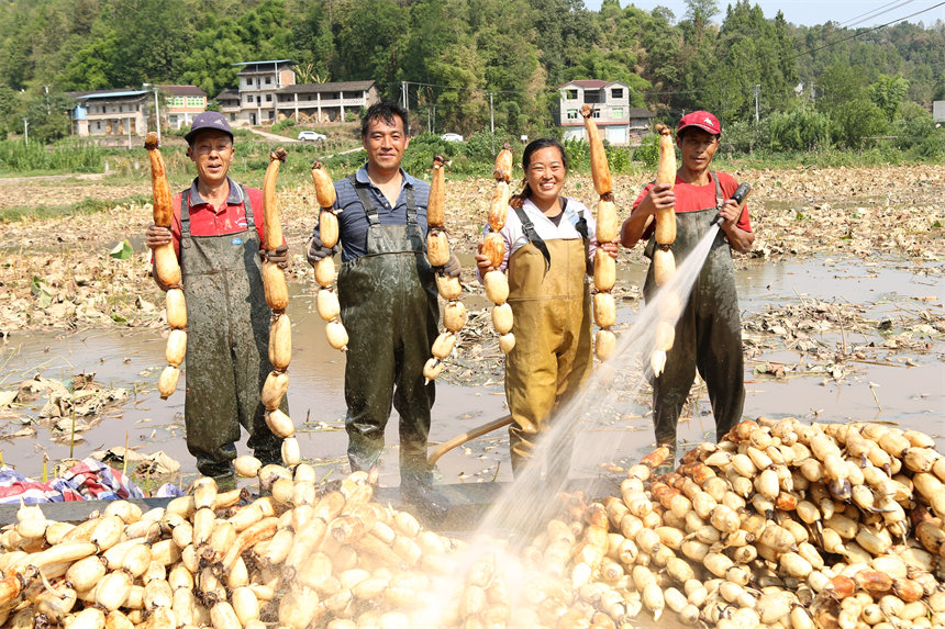 采藕工人臉上露出豐收的喜悅。趙軍攝