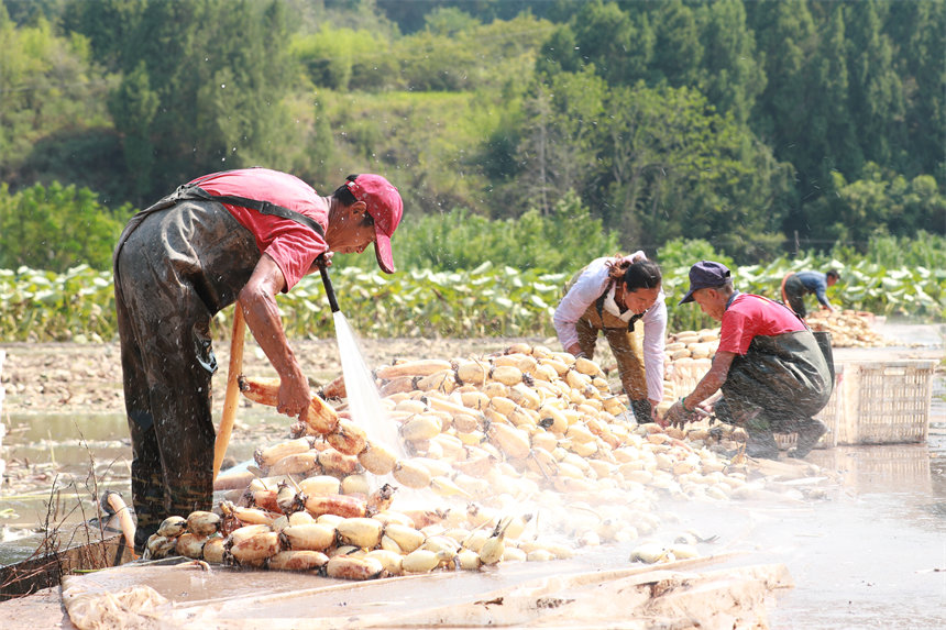 工人們沖洗剛采的藕。趙軍攝