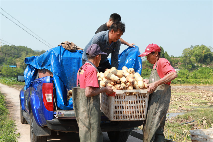 新鮮出土的蓮藕裝車運(yùn)往全國(guó)各地。趙軍攝