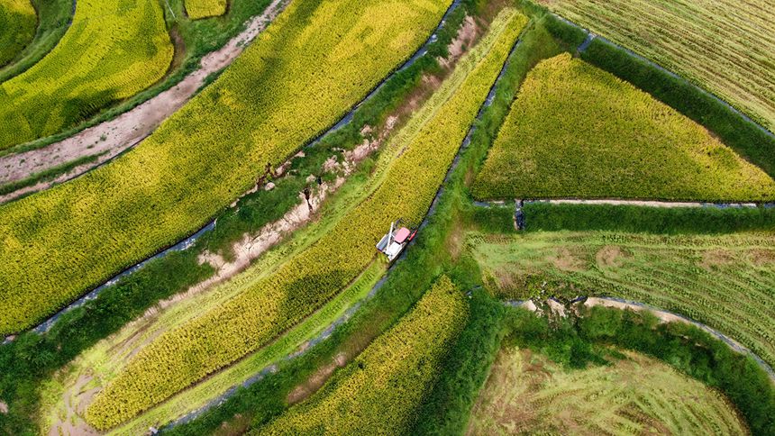 萬州區(qū)恒合土家族鄉(xiāng)八一村，大型收割機(jī)第一次出現(xiàn)在田間地頭。冉孟軍攝