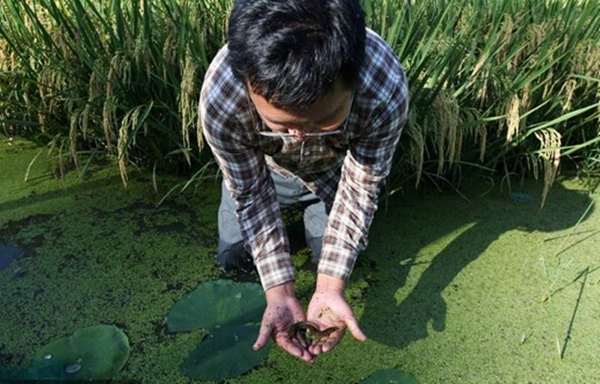 王昌銀查看稻鰍共生里的泥鰍生長(zhǎng)情況。楊敏攝
