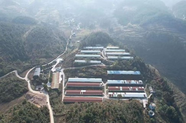 武陵黑豬養(yǎng)殖場(chǎng)。楊敏攝