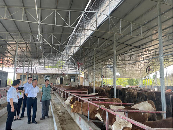 調(diào)研小組在養(yǎng)牛棚走訪調(diào)研。民生銀行重慶分行供圖