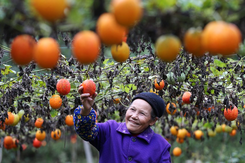 村民正在采摘吊瓜。楊敏攝