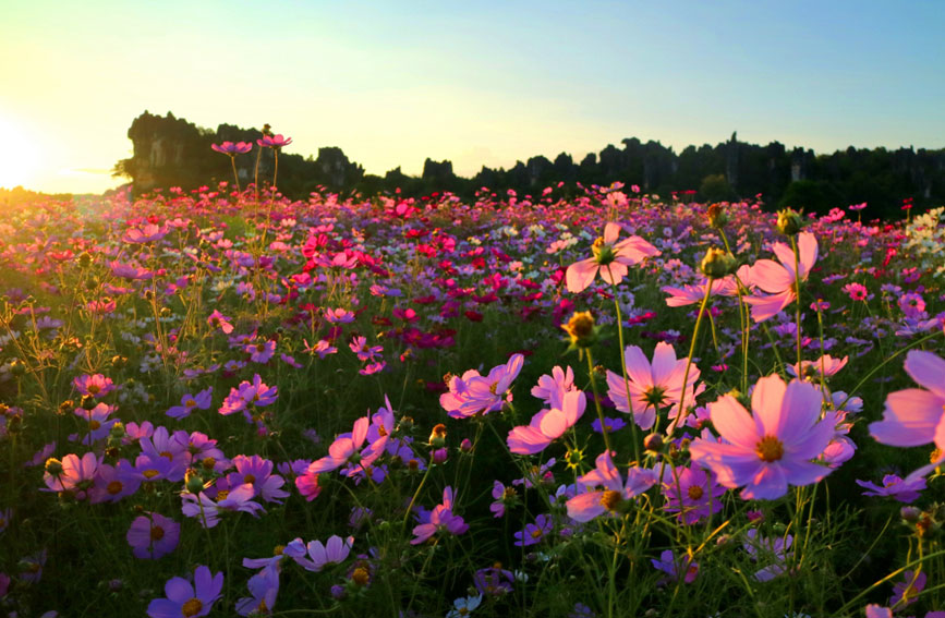乃古石林百畝波斯菊綻放。石林風(fēng)景名勝區(qū)管理局供圖