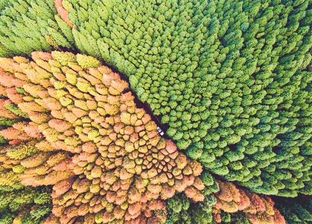 山王坪喀斯特國家生態(tài)公園實(shí)施石漠化治理，依托地形種植水杉和柳杉，在秋季形成了“春秋同框”的彩林景觀。攝/汪新