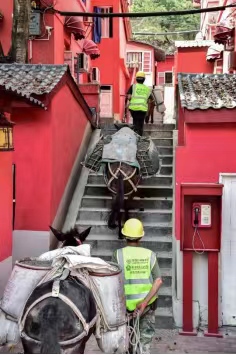 騾子在紅墻小巷里馱運(yùn)材料。龍湖供圖