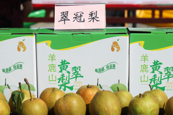 “羊鹿山黃翠梨”成功申報(bào)為國(guó)家地理標(biāo)志產(chǎn)品。雙河口鎮(zhèn)供圖