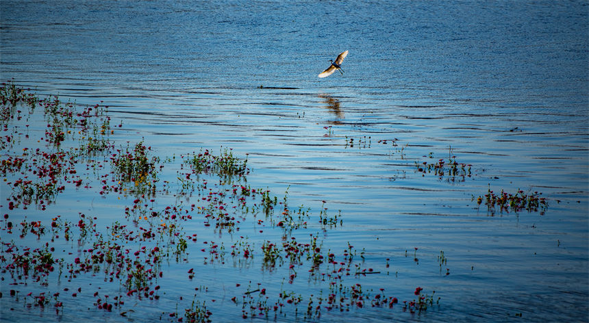 重慶市萬州區(qū)紅沙磧?yōu)I水生態(tài)公園，白鷺在花叢中覓食。侯本艷攝