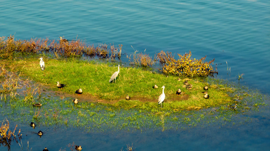 濕地草叢成了眾多鳥類的棲息地。劉先華攝
