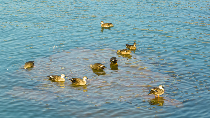 野鴨在水中暢快嬉戲。劉先華攝