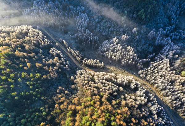 紅池壩霧凇。王強攝