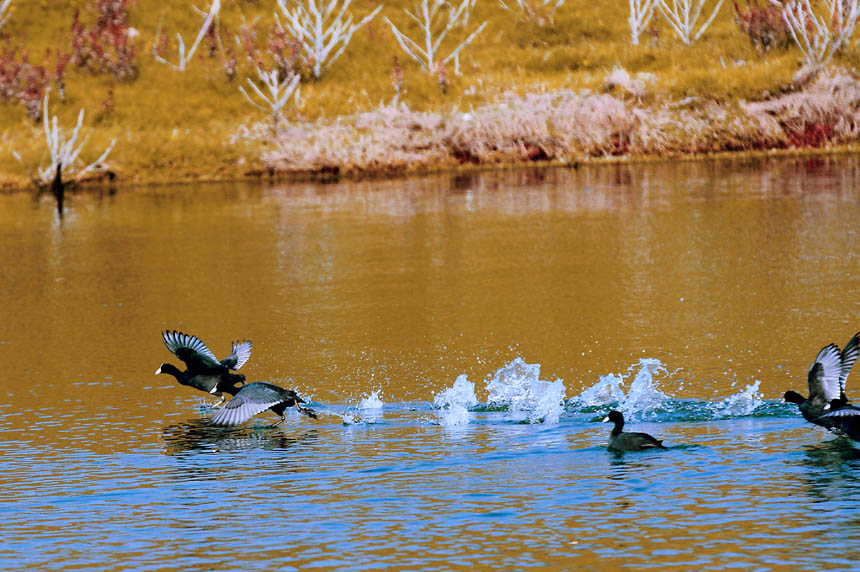 候鳥(niǎo)們或結(jié)伴而行，或分頭捕食。盧先慶攝