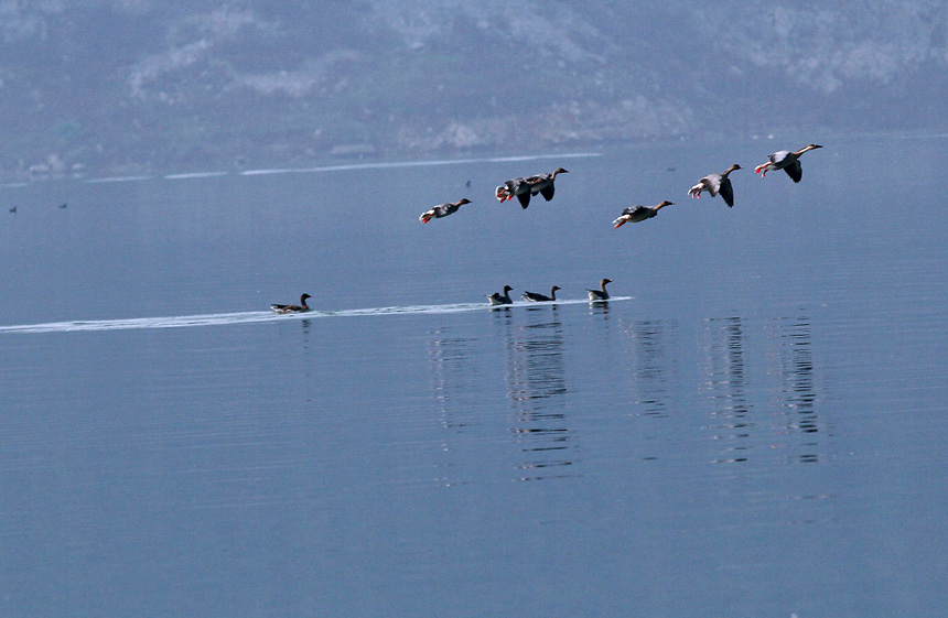 鳥兒們在濕地公園里展翅飛翔。盧先慶攝