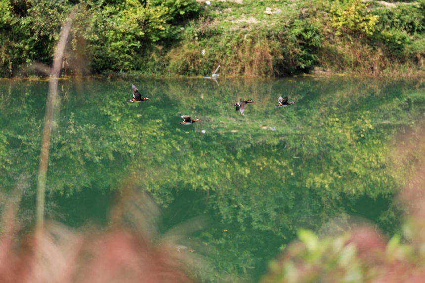 展翅的鴛鴦與綠水青山相映成趣。趙勇攝