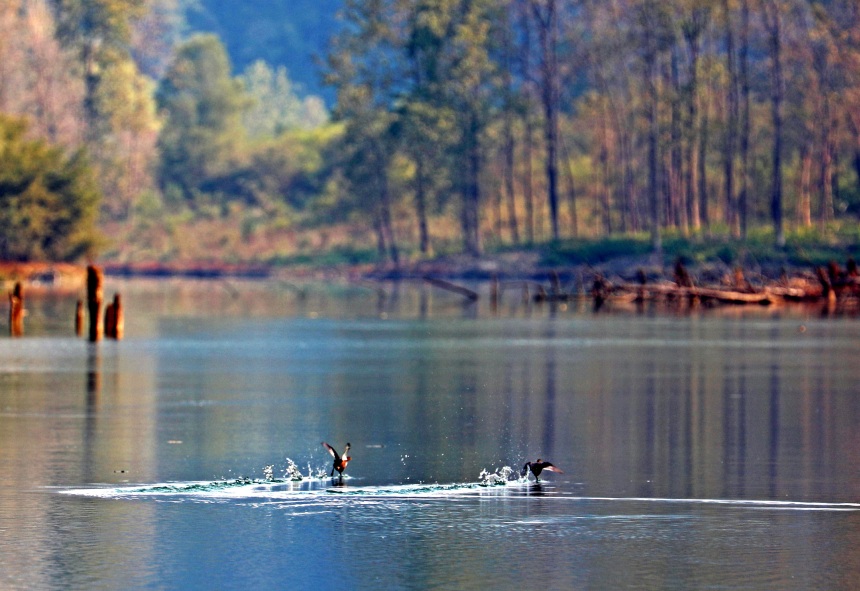 良好的自然生態(tài)環(huán)境為野生動物生存棲息創(chuàng)造了天然居所。趙勇攝