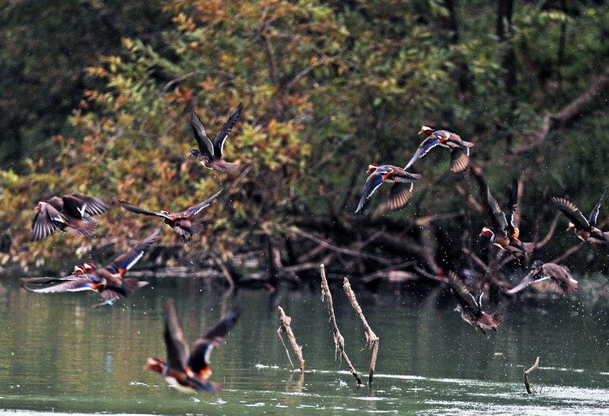 展翅的鴛鴦與綠水青山相映成趣。趙勇攝