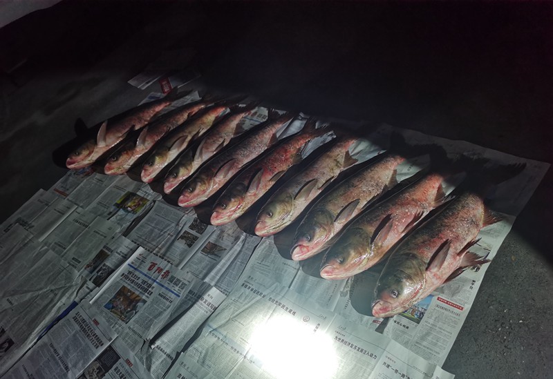 被查獲的漁獲物14尾花鰱。市農(nóng)業(yè)綜合行政執(zhí)法總隊(duì)供圖