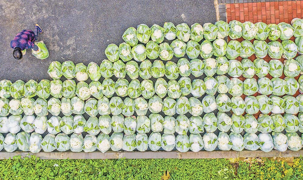 打包 23日，天險洞村村民將蔬菜分裝在一個個塑料袋里。