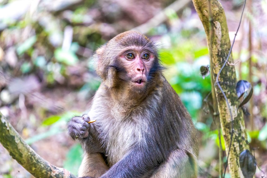 金佛山北坡景區(qū)內(nèi)的野生獼猴。瞿明斌攝