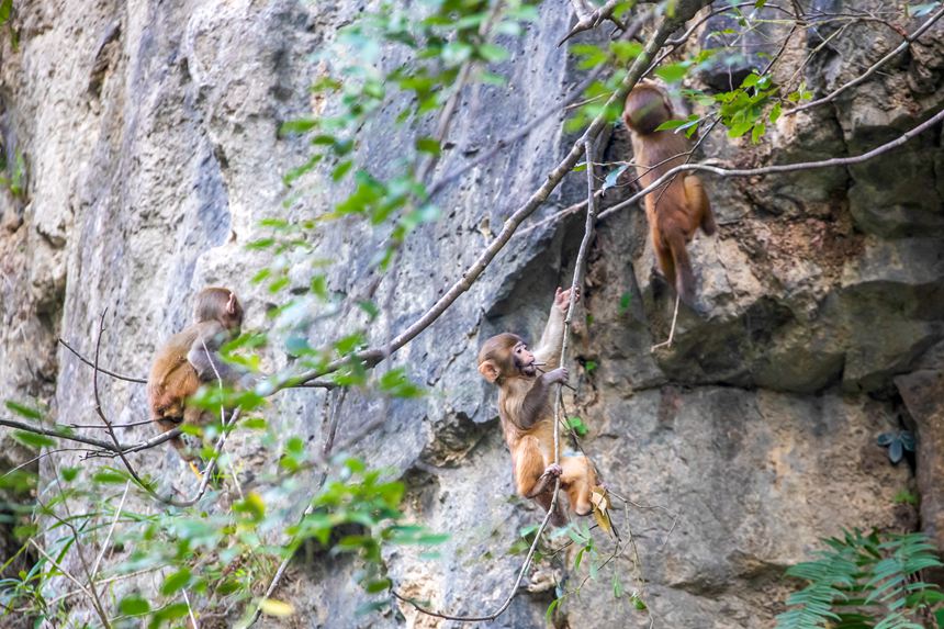 野生獼猴正在峭壁上玩耍。瞿明斌攝