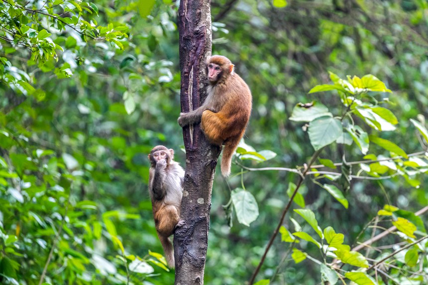 野生獼猴正在樹叢中玩耍。瞿明斌攝