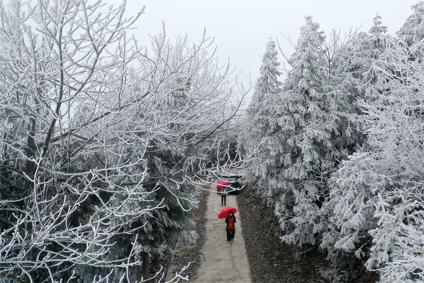 冰晶玉樹宛如仙境的霧凇景觀吸引游人觀賞拍照。楊敏攝