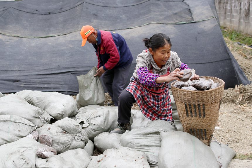 村民在背運(yùn)羊肚菌營(yíng)養(yǎng)包。楊敏攝