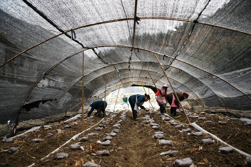 村民在擺放羊肚菌營養(yǎng)包。楊敏攝