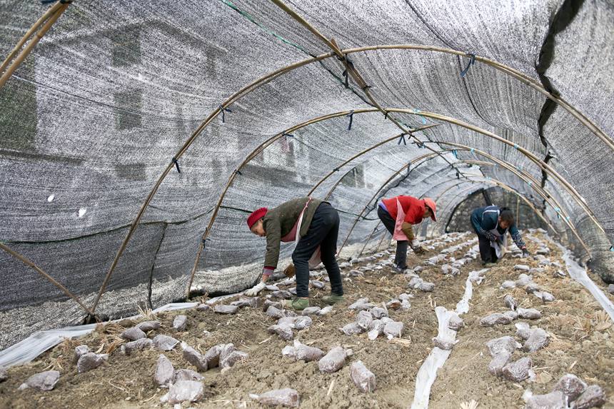 村民在擺放羊肚菌營養(yǎng)包。楊敏攝