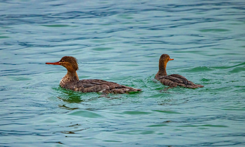紅胸秋沙鴨。魏若谷攝