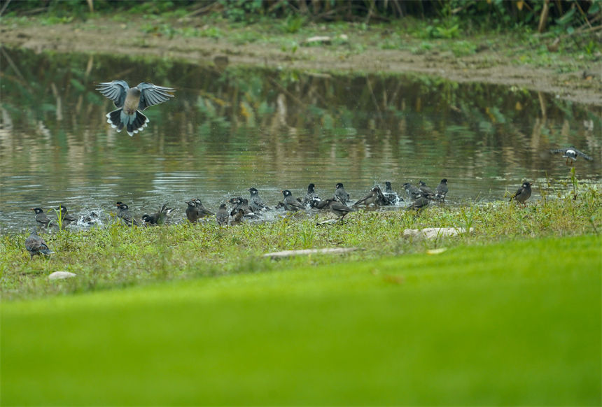 候鳥在島上的灘涂、草地和淺水區(qū)覓食嬉戲。郭旭攝