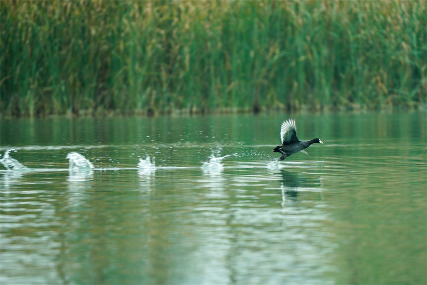 候鳥翩躚湖面，美不勝收。郭旭攝