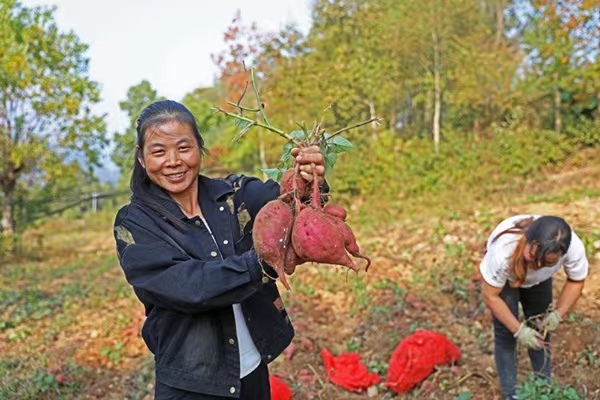 村民正在紅薯種植基地忙碌著采挖紅薯。趙勇攝
