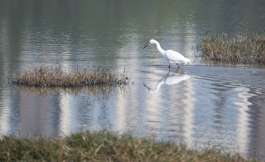 白鶴在雙桂湖國家濕地公園中覓食。熊偉攝