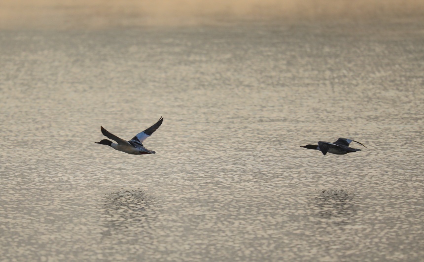 候鳥掠過水面。熊偉攝